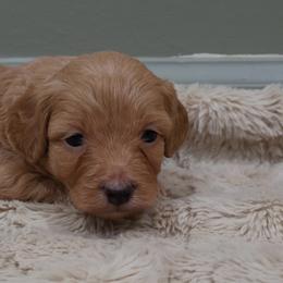 Doobie - Apricot male Aussiedoodle puppy in Central Islip, New York from Fifth Avenue Australian Shepherds