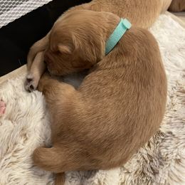 Golden Retriever Puppies from Tradershire Goldens