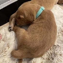 Golden Retriever Puppies from Tradershire Goldens