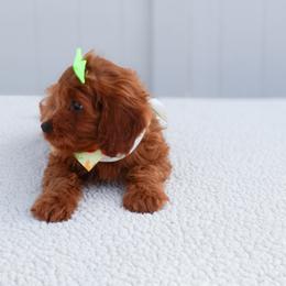 Autumn - Red male Cavapoo puppy in Apopka, Florida from Rae Precious Puppies