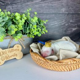 Blue Boy - Cream male Goldendoodle puppy in Lowville, New York from DM Hilltop FURfamily