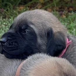Mastiff Puppies from Treasure Coast Mastiffs