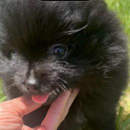 Mystique - Black parti female Pomeranian puppy in Scio, Oregon from Mac Daddy Poms