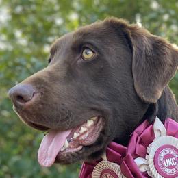 Deacon - Labrador Retriever