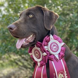 Deacon - Labrador Retriever