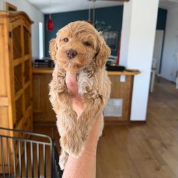 Spatch - Cream female Goldendoodle puppy in Redmond, Oregon from Bourbon and Lace Doodles