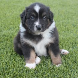 Australian Shepherd Puppies from FaithsAussies