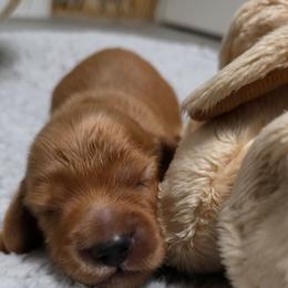 Noah - Red male Dachshund puppy in Port Charlotte, Florida from Belinda's little darlings dachshunds