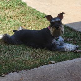Tori - Miniature Schnauzer