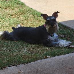 Tori - Miniature Schnauzer