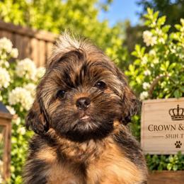 Princess Sparks - Red and tan female Shih Tzu puppy in Xenia, Ohio from Crown & Tress Shih Tzu