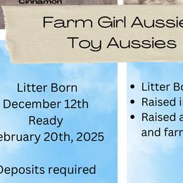 Australian Shepherds from Farm Girl Aussies