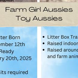 Australian Shepherds from Farm Girl Aussies