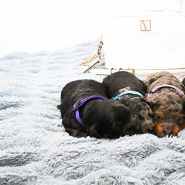 Cavapoo puppies from Grace's Puppies