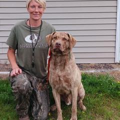 Chesapeake Bay Retrievers, German Shorthaired Pointers, and Yorkshire Terriers from Northern Odyssey Gun Dogs