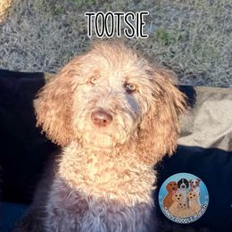 Tootsie - Chocolate female Goldendoodle puppy in Southwest Ranches, Florida from Dandy Doodle Ranch