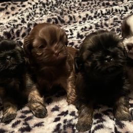 Shih Tzus from Little Mil’s Shih Tzus