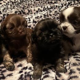 Shih Tzus from Little Mil’s Shih Tzus