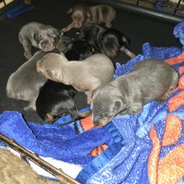 BLBLF1 - Blue and rust female Miniature Pinscher puppy in Middle Point, Ohio from Knisely's Min Pins-AKC