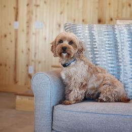 Pebbles - Cavapoo
