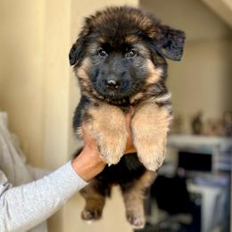 Light pink collar girl - Black and red female German Shepherd puppy in Stockton, California from Zaragoza German Shepherds