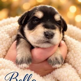 Bella - Black and silver female Miniature Schnauzer puppy in Hull, Georgia from Ardent Miniature Schnauzers of Athens