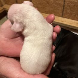 Boxer Puppies from Teressa's Boxers