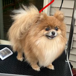 Pomeranians from Sheree’s Pomeranians