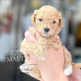 Poppy - Apricot Maltipoo puppy in Weatherford, Texas from Aprishew Maltipoo