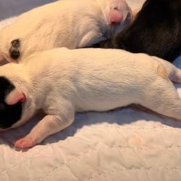 Pied male - White and black male French Bulldog puppy in Jefferson City, Missouri from Central Frenchie Haven