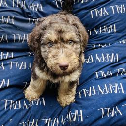 Goldendoodle Puppies from Thompson Creek Doodles