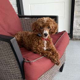 Poodle puppies from PaintersPreciousPoodles