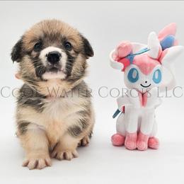 Sylveon - Red female Pembroke Welsh Corgi puppy in Kiowa, Colorado from Cool Water Corgis LLC