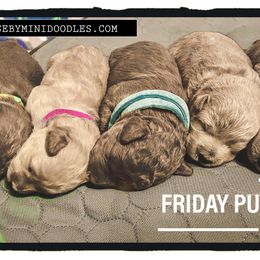 Goldendoodle Puppies from Seby Mini Doodles