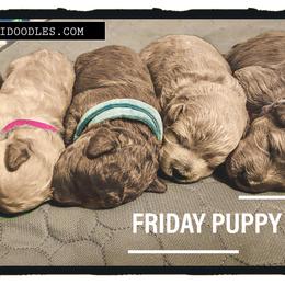 Goldendoodle Puppies from Seby Mini Doodles