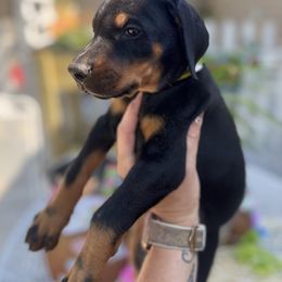 Ezra - Black and rust female Doberman Pinscher puppy in Aredale, Iowa from Royal Dynasty Dobermann Kennel