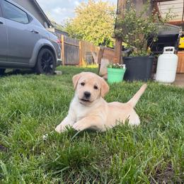 Butterfinger - Yellow female Labrador Retriever puppy in Eugene, Oregon from LakeHouse Labrador Retriever and West Coast Guardian Cane Corso