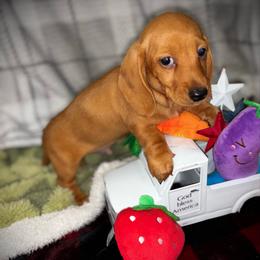 Woody - Cream male Dachshund puppy in Boerne, Texas from Maravillas Dachshunds LLC
