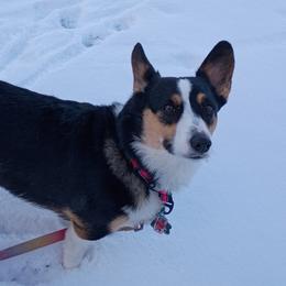 Pembroke Welsh Corgis from Whispering Willows Corgis