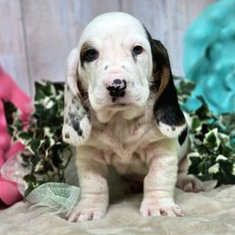 Neel - Black white and brown female Basset Hound puppy in Amelia, Ohio from Lady Mae Bassets