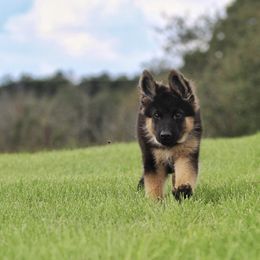 German Shepherd All Grown Up from Haus Wesmiller