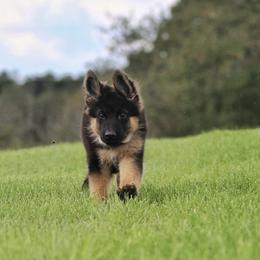German Shepherd All Grown Up from Haus Wesmiller