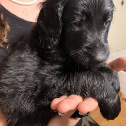 Goldendoodle Puppies from Izzy's Doodles