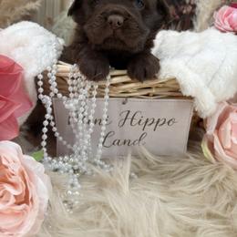 Patty cakes - Fawn female Companion Cross puppy in Hugo, Oklahoma from Mini hippo land
