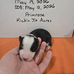 Primrose - Black and white female Border Collie puppy in Chariton, Iowa from Kickin It Acres BCs
