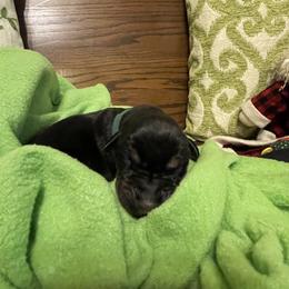 Brooks - Black and rust male Doberman Pinscher puppy in Boyd, Texas from Team Feem Breeders