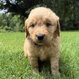 Royal - Apricot male Goldendoodle puppy in Winston, Georgia from Grandview Goldendoodles