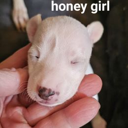 Girl 1 - White and red female Italian Greyhound puppy in Phillips, Maine from Maplewood Italian Greyhounds