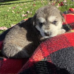 Heva - Black and silver female German Shepherd puppy in Perkasie, Pennsylvania from Twila Ruth Herot