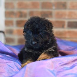 Dolly - Black and red German Shepherd puppy in Columbus, Indiana from Stony Lonesome GSD